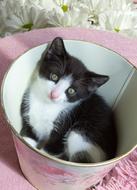 Kitten Pets Animals