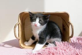 Kitten Pets Animals