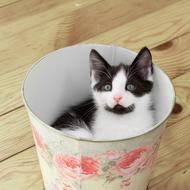 Kitten Pets Animals