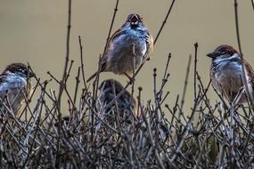 Sparrows Sing Birds