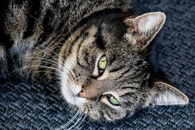 Cat Mammal Animal