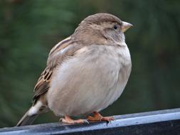 The Sparrow Bird Gray