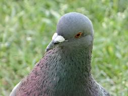 Dove Bird Poland
