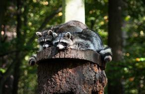 Raccoon Wild Animal blur