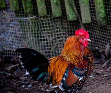 Hahn Gockel Poultry