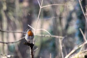 Robin Bird Winter