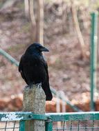 large crow on the fence at the farm