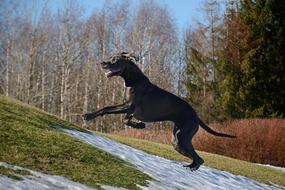 Great Dane Run