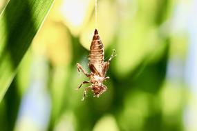 insect entangled in a web
