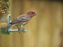 a little bird at the lodge