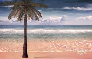 Sea Palm Sand