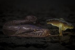Manipulation Animal Snake