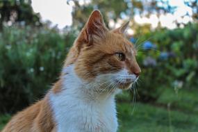 Cat Feline Animals
