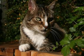 Cat Pet