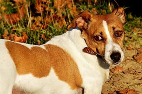 Jack Russell Terrier Dog