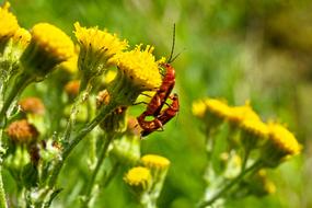 red bugs on yellow flowers