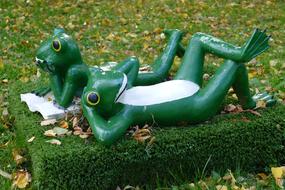 Frog Frogs Pair