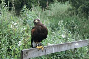 Hawk Harris Raptor