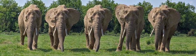 Elephant Mounting Five