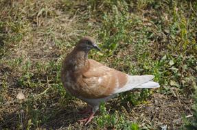 Pigeon Dove Bird Brown