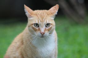 Cat Feline Kitty