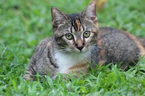 Kitten Hairy Portrait