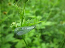 Insect Wings Gold Eyed