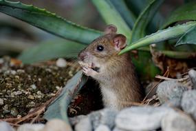 Mouse Nager Animal
