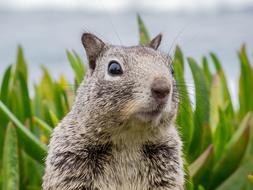 Surprised Sweet Animal