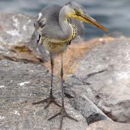 Heron Animal Nature