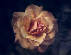 a beautiful rosebud in the night