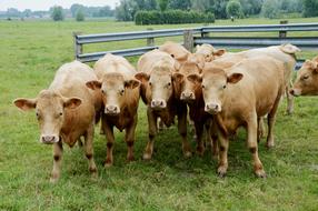 flock of cows on a farm