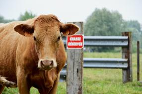 Cow Brown Portrait