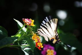 Summer Butterfly Insect Close