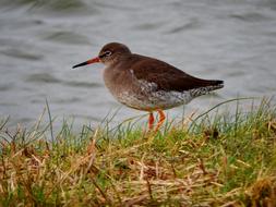 Redshank Bird Watt