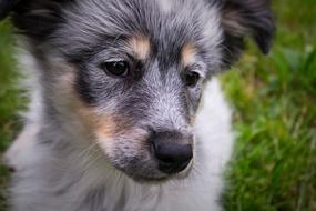 Dog Puppy Views