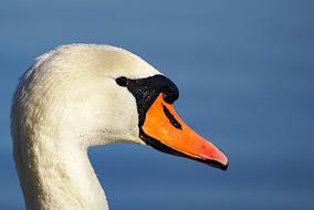 sweet white swan in a pond