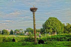 Bird Wildlife Nest
