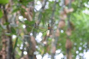 Spider Wave Insect