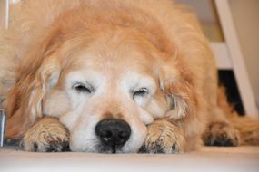 Sleeping Dog Golden Retriever at home