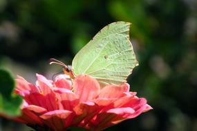 Butterfly Insect Macro