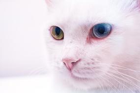 Cat White Heterochromia