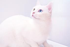 Cat White Heterochromia