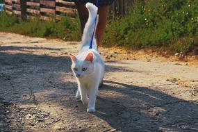 Cat Walk Park