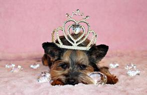 Yorkshire Terrier Dog Crown