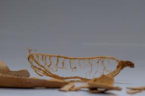 dry fruit shell