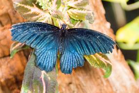 Butterfly Blue Insect