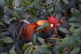 Chickens Hahn Garden