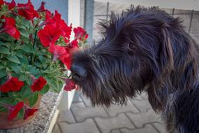 black fluffy dog on a background of flowers
