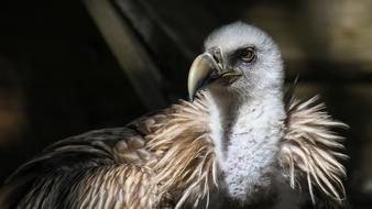 Vulture Tawny Raptor